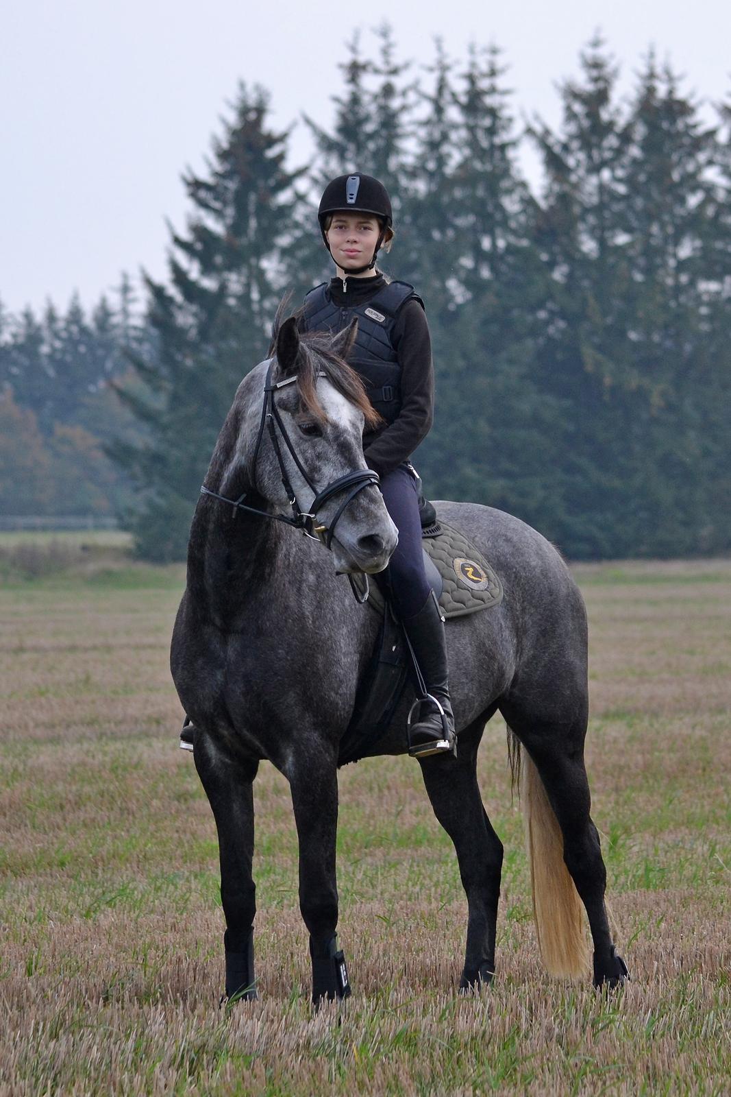 Dansk Varmblod Lillegårdens Cobra billede 14