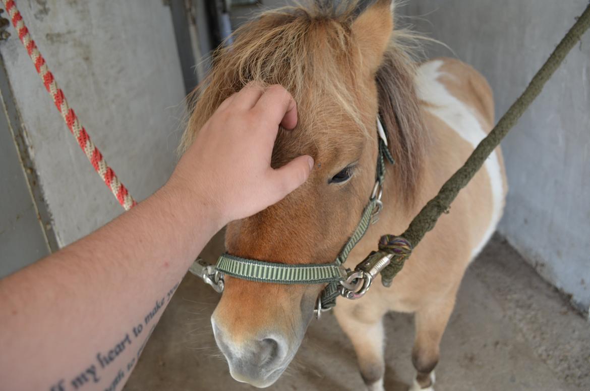 Shetlænder Crazy's Sallie billede 5