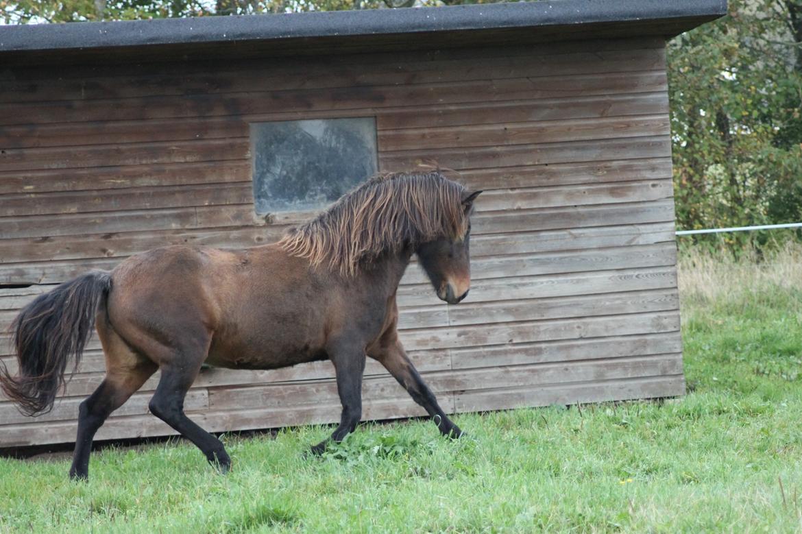 Islænder Eydis fra Valhalla billede 18