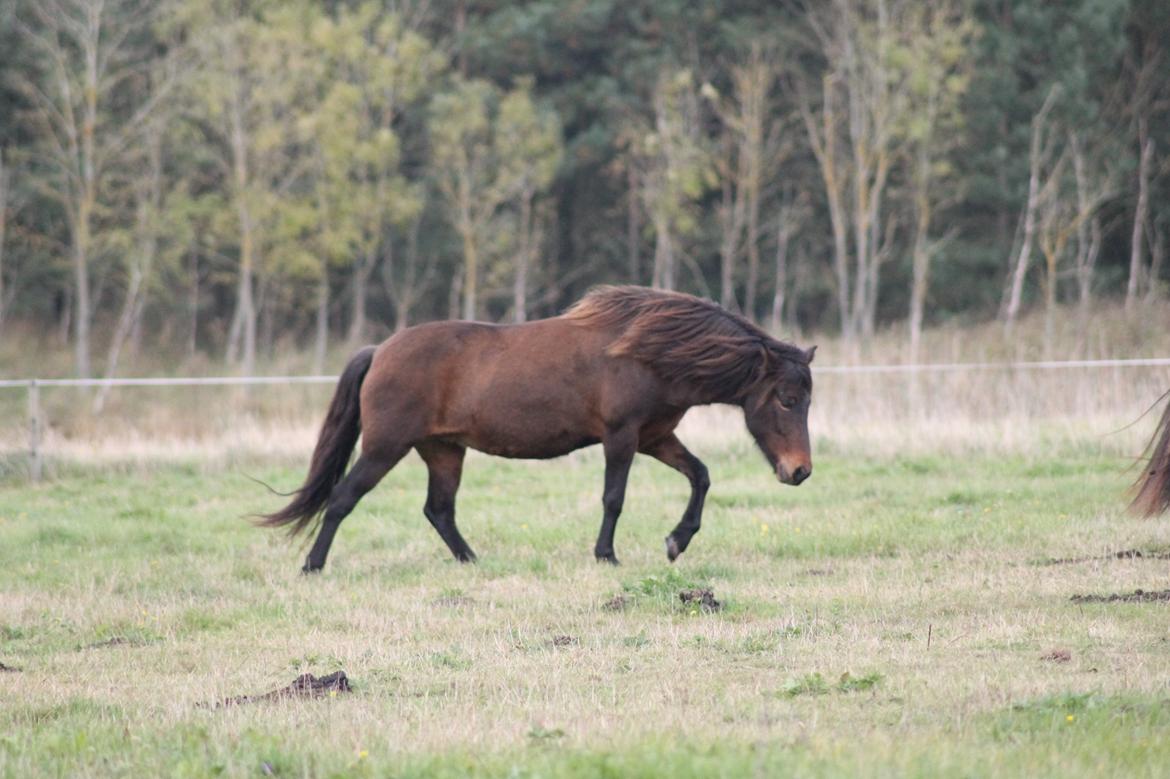 Islænder Eydis fra Valhalla billede 14