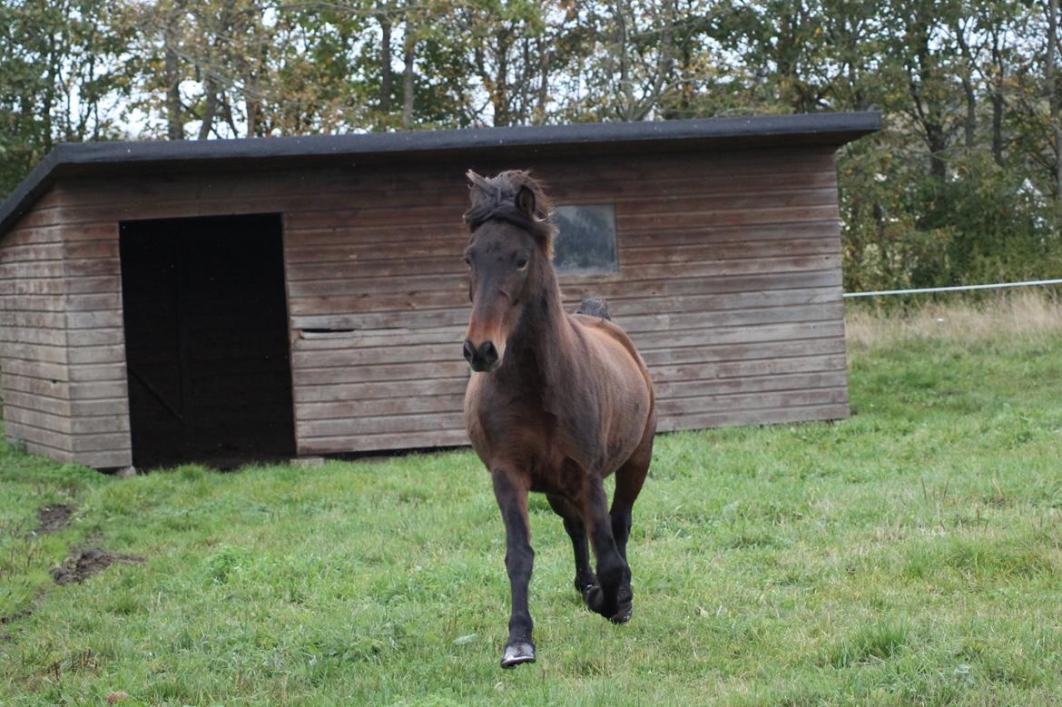 Islænder Eydis fra Valhalla billede 6