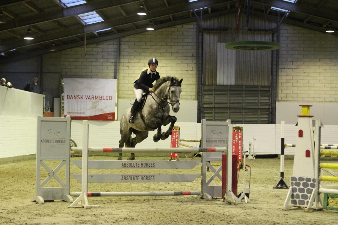 Hollandsk Varmblod Baron billede 17