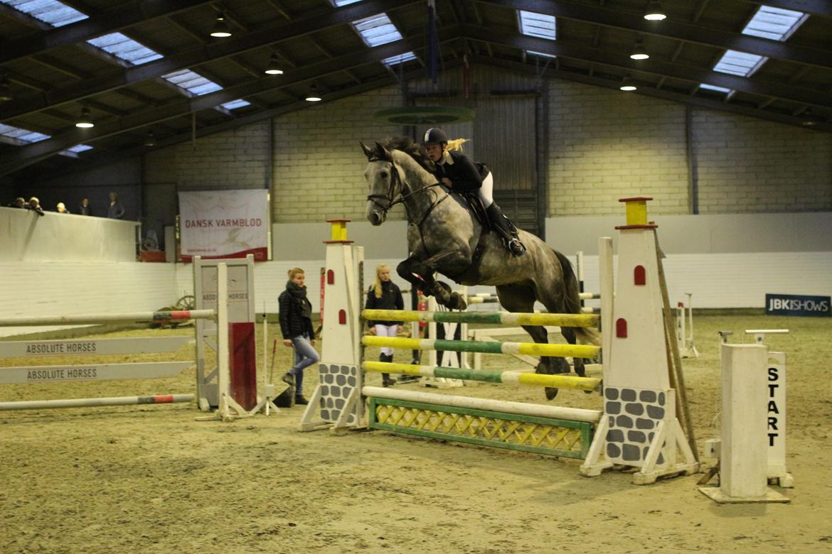 Hollandsk Varmblod Baron billede 18