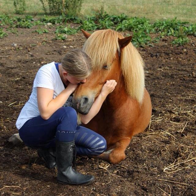 Islænder Brellir fra Munkhøj - ‘’Let a horse whisper in your ear and breathe on your heart. You will never regret it’’<3<3 billede 5