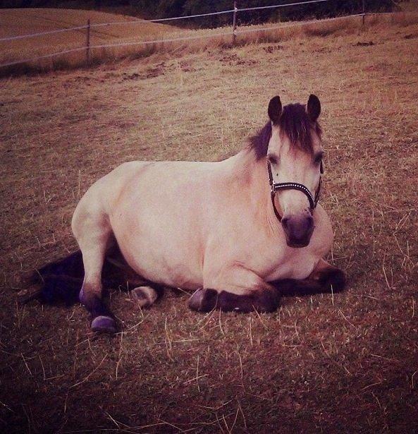 Welsh Pony af Cob-type (sec C) Lyngvejens Lukas billede 2