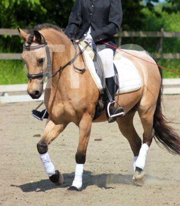 Welsh Pony af Cob-type (sec C) Lyngvejens Lukas billede 5