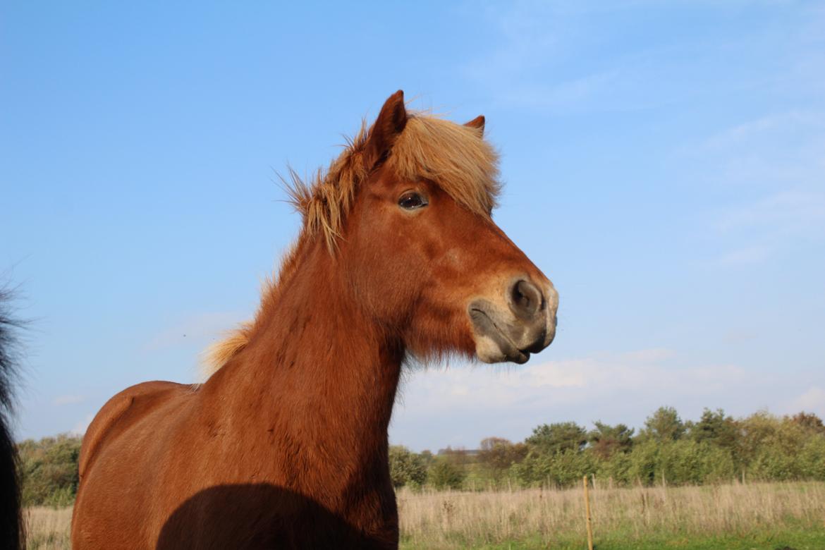 Islænder Brellir fra Munkhøj - Smukkeste ponydyr! <3 <3 billede 9