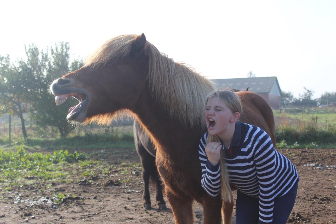 Islænder Brellir fra Munkhøj - Gaaaab. ;-) <3 billede 4