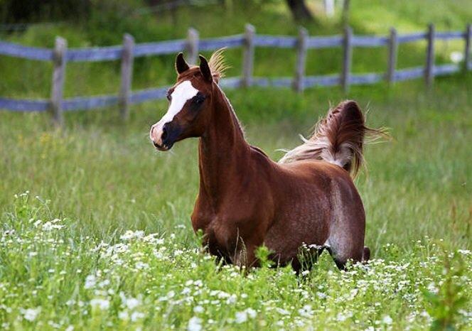 Arabisk fuldblod (OX) Ul sid Chianti  billede 2