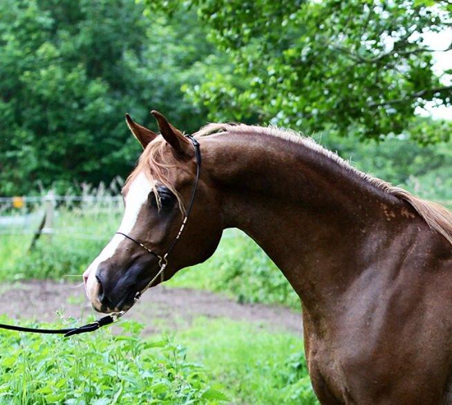 Arabisk fuldblod (OX) Ul sid Chianti  billede 3