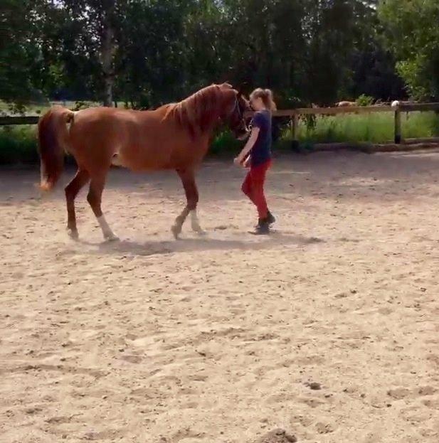 Arabisk fuldblod (OX) Ul sid Chianti  billede 4