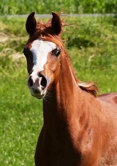 Arabisk fuldblod (OX) Ul sid Chianti  billede 5