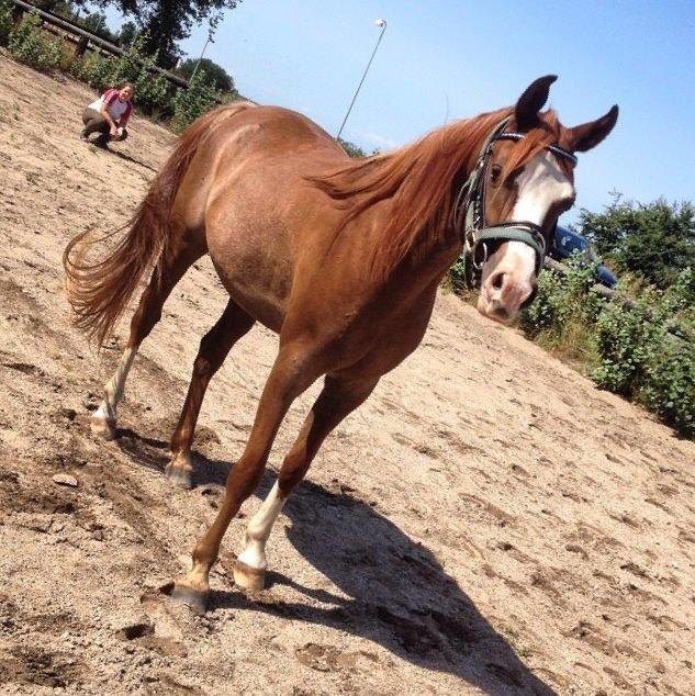 Arabisk fuldblod (OX) Ul sid Chianti  billede 6