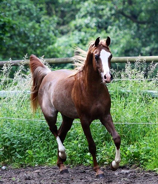 Arabisk fuldblod (OX) Ul sid Chianti  billede 9