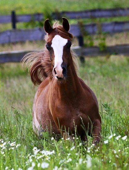 Arabisk fuldblod (OX) Ul sid Chianti  billede 10