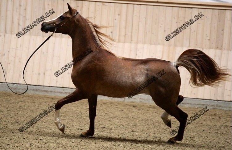 Arabisk fuldblod (OX) Ul sid Chianti  billede 11