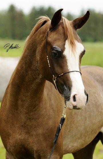 Arabisk fuldblod (OX) Ul sid Chianti  billede 12