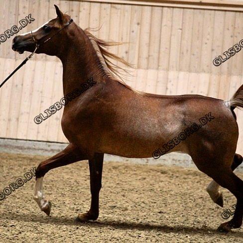 Arabisk fuldblod (OX) Ul sid Chianti  billede 13