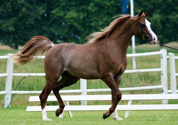 Arabisk fuldblod (OX) Ul sid Chianti  billede 14