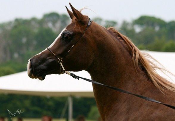 Arabisk fuldblod (OX) Ul sid Chianti  billede 15