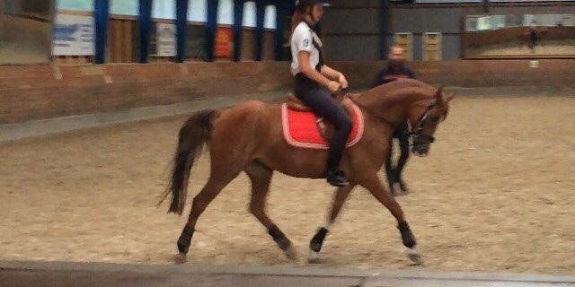 Hollandsk Sportspony Sonja billede 12