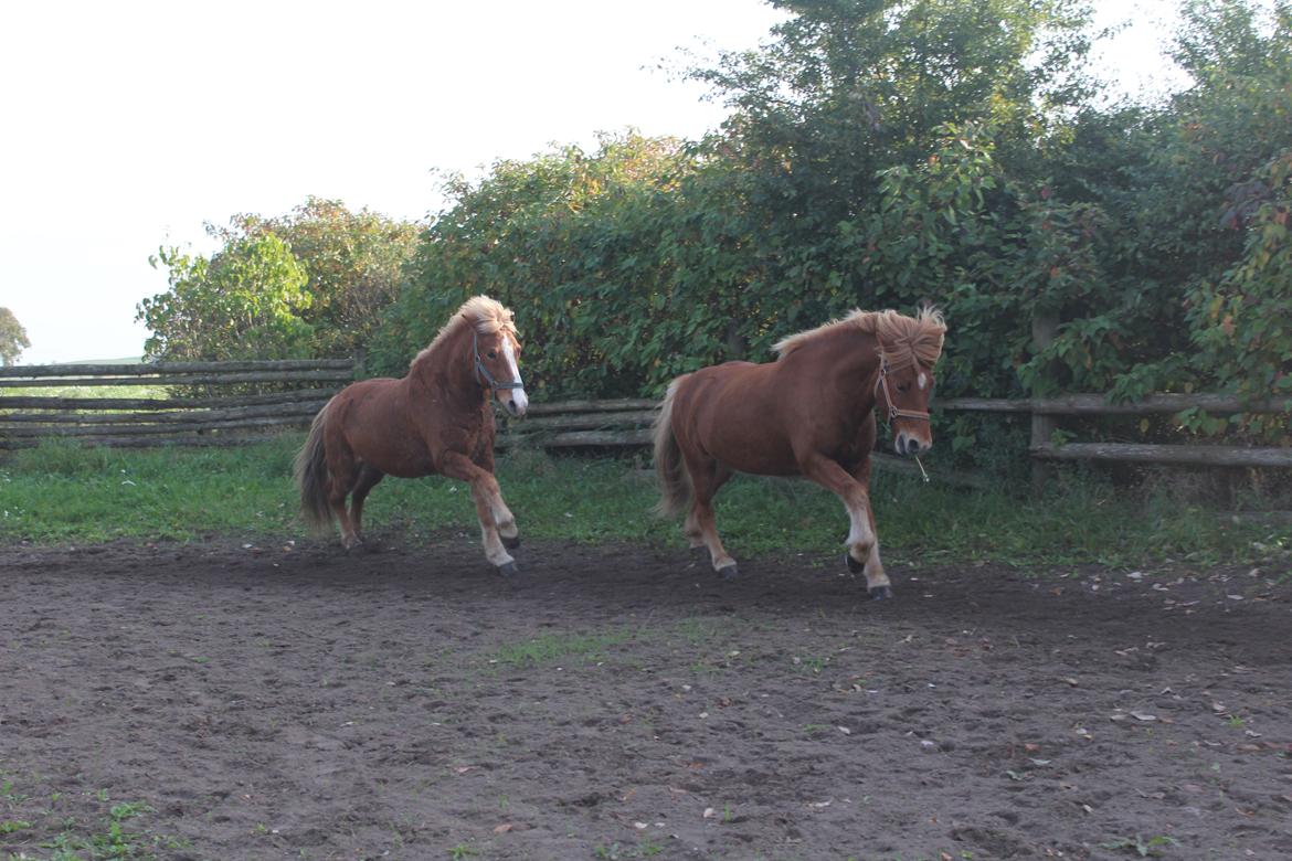 Islænder Brellir fra Munkhøj - Brellir og hans bedste ven Reimar, leger på udebanen. <3 billede 11