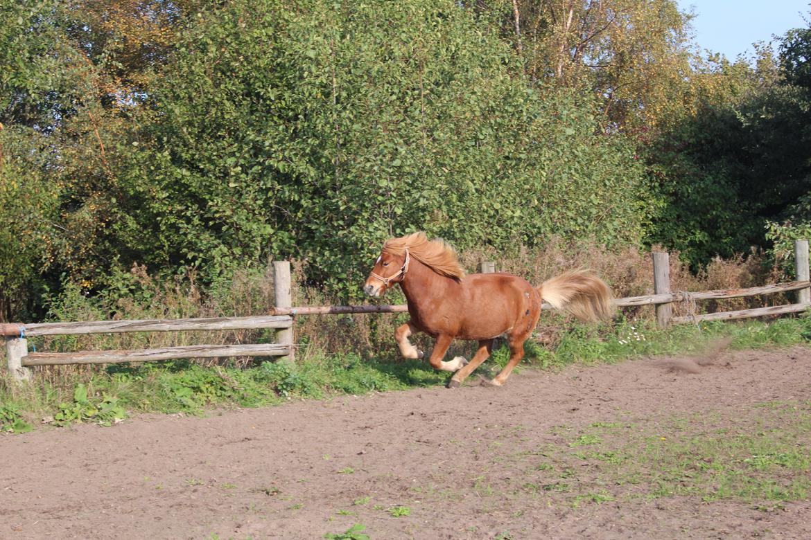 Islænder Brellir fra Munkhøj - Brellir viser sin aller hurtigste galop på udbanen. ;-D <3 <3 <3 billede 18