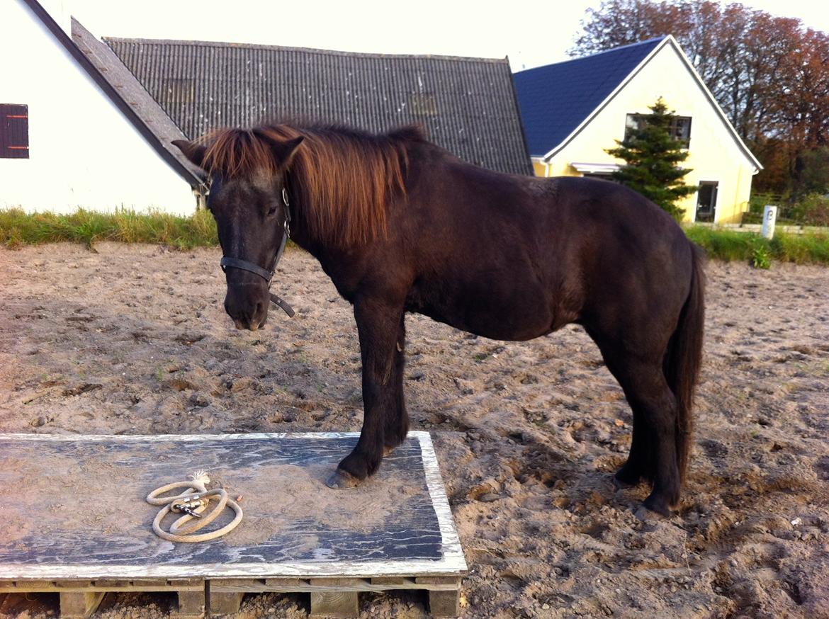 Islænder Röskva [Tidl. part] - Oktober 2014  billede 6