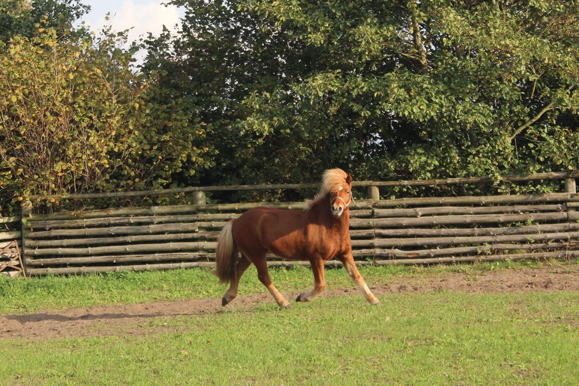 Islænder Brellir fra Munkhøj - Brellir leger araber. :-D <3<3<3 billede 1