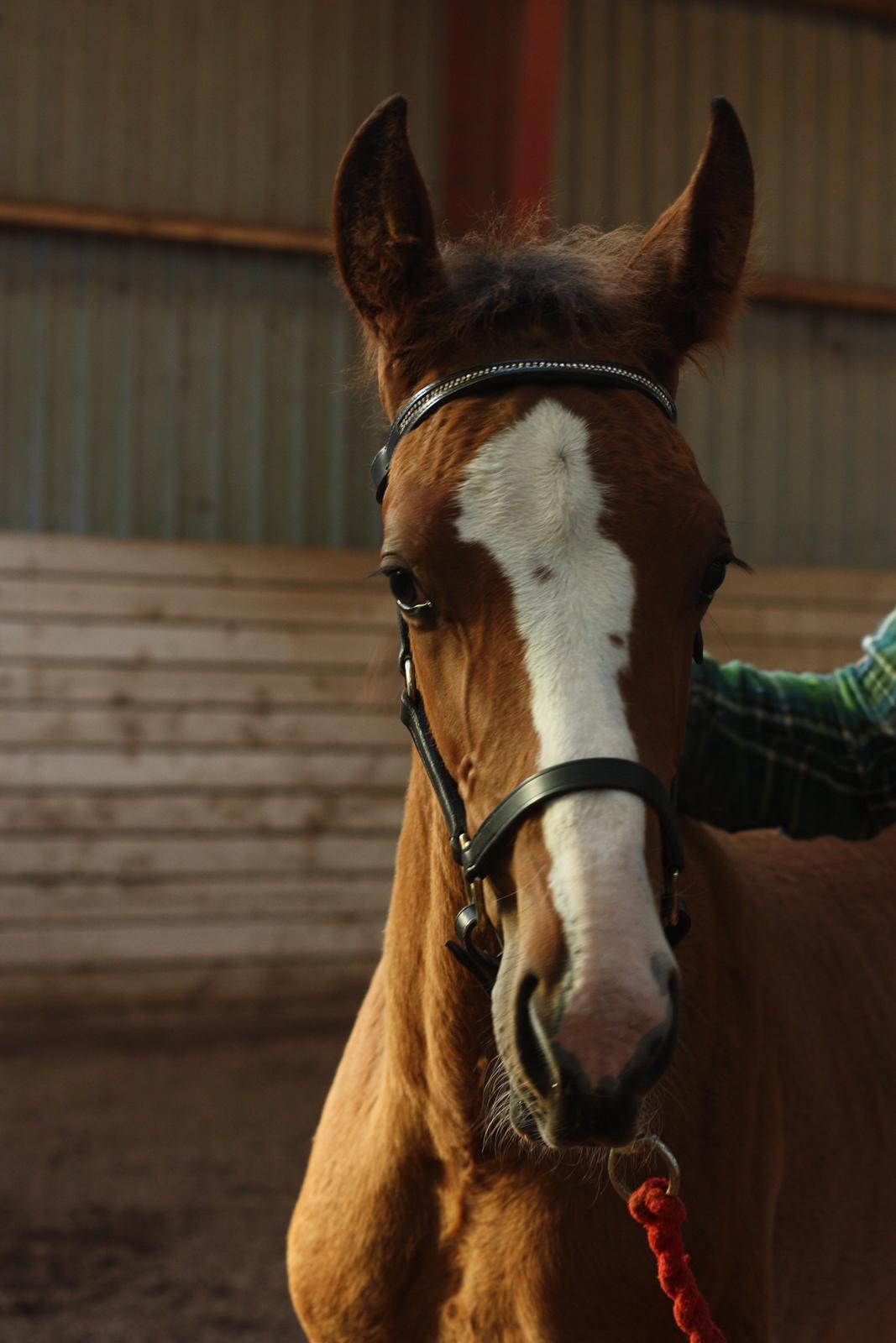 Traver Confetti Chase - 27. august 2014 - foto: Andrea Marchsteiner billede 9