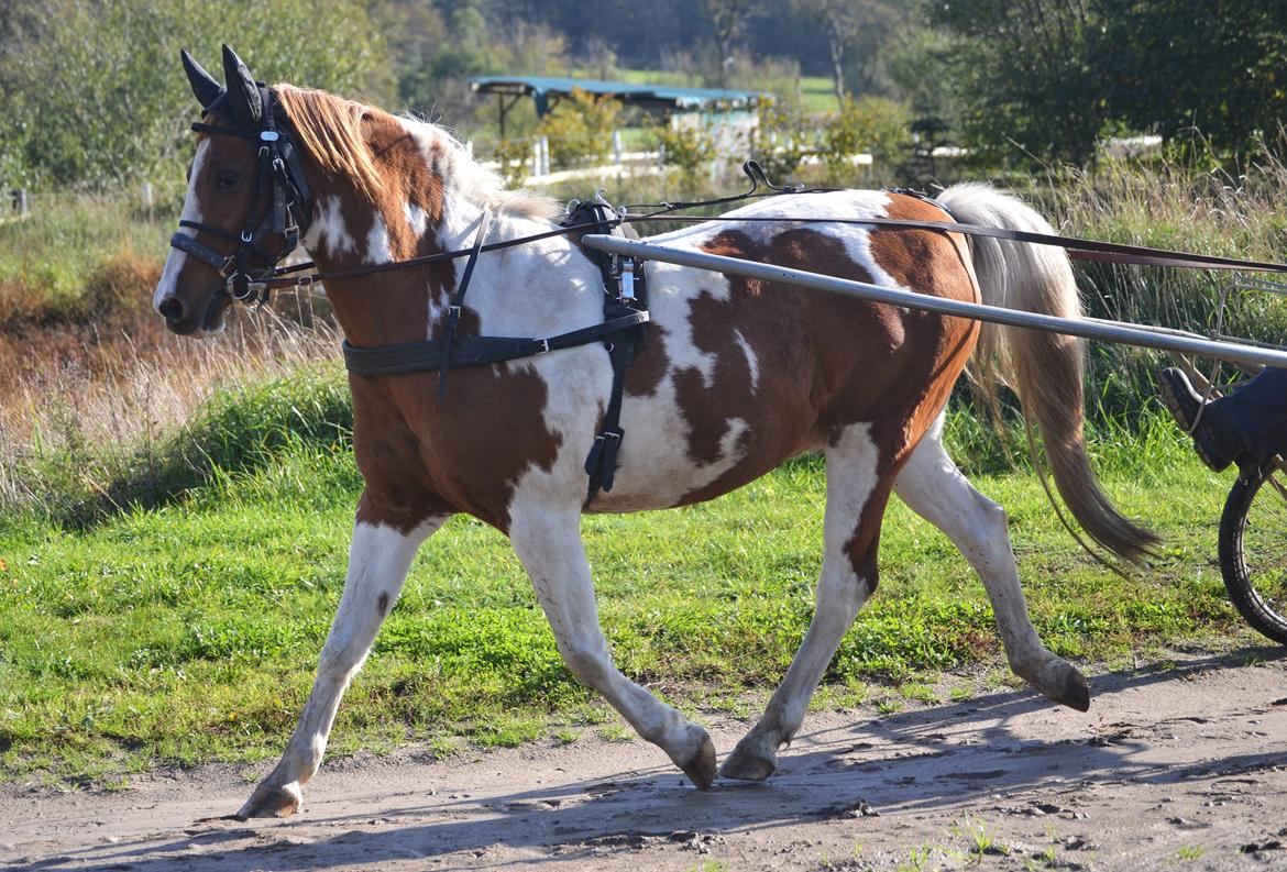 Anden særlig race Mikon - 3 gang i vogn :) billede 3