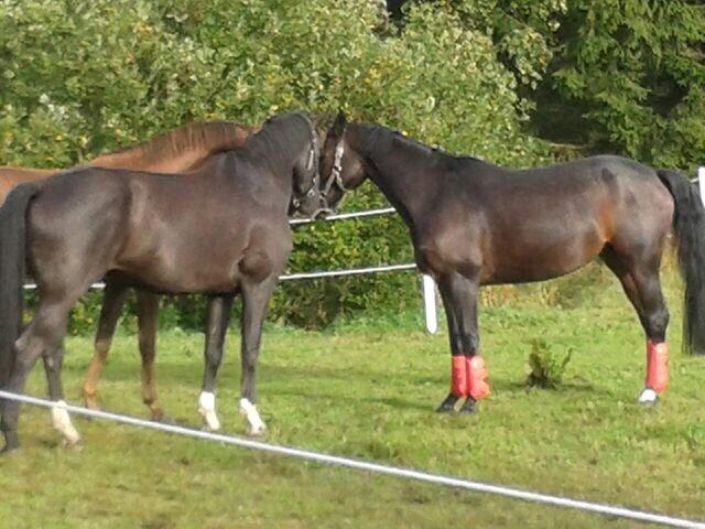 Dansk Varmblod Atterupgaards Lathyrus <3 (solgt) billede 13