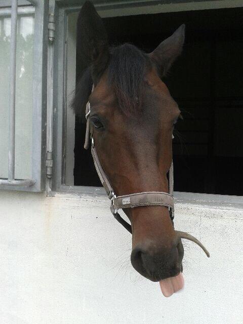 Dansk Varmblod Atterupgaards Lathyrus <3 (solgt) billede 14