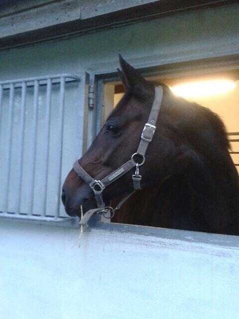 Dansk Varmblod Atterupgaards Lathyrus <3 (solgt) billede 17