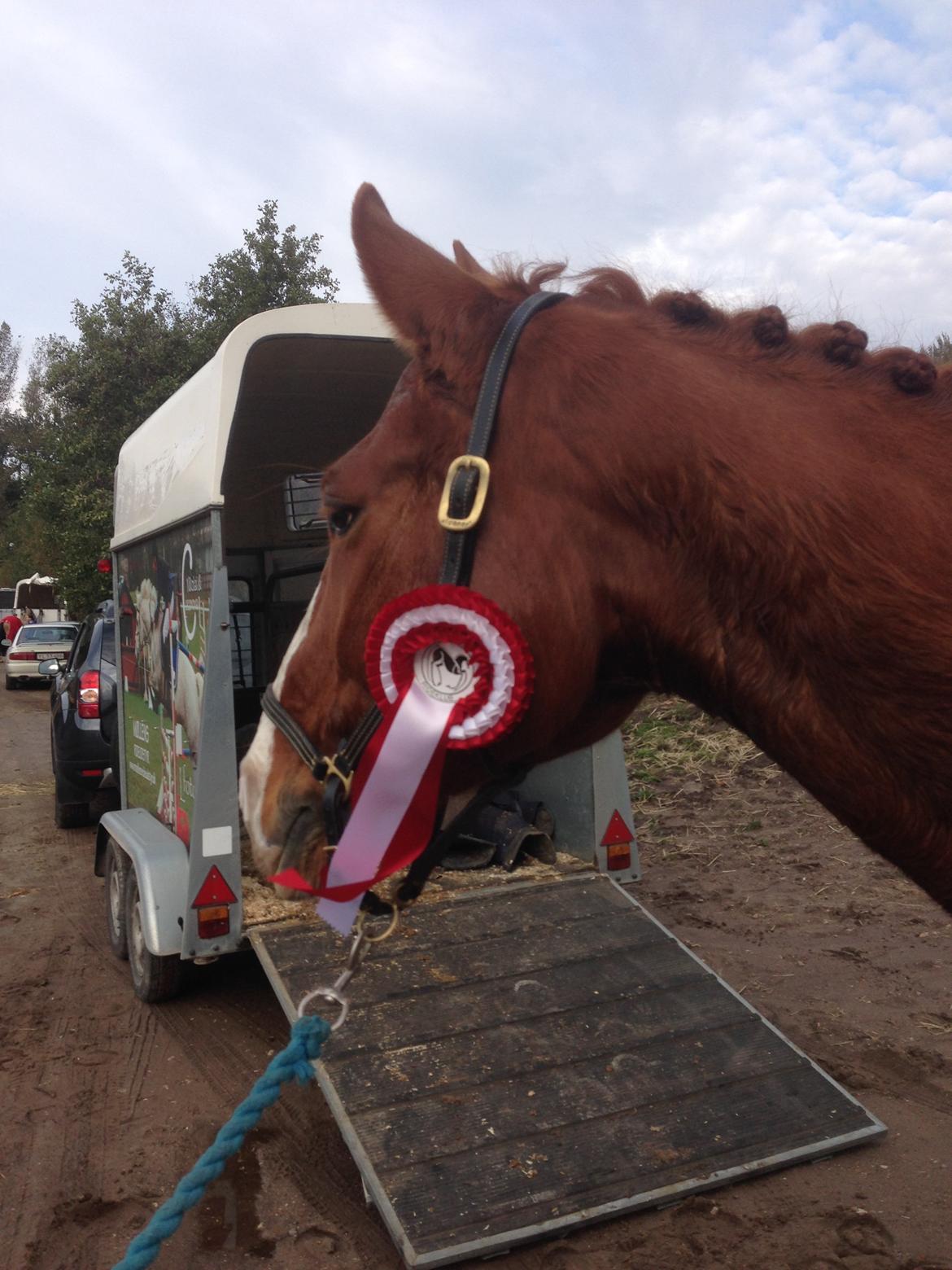 Dansk Varmblod Lindegaardens Zafir  - 1. pl i LB3 67,?? % billede 21