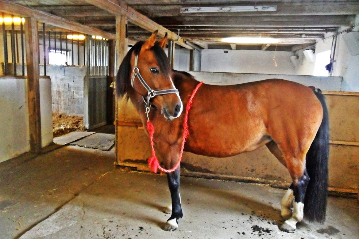 Anden særlig race † Miss Caya † billede 4