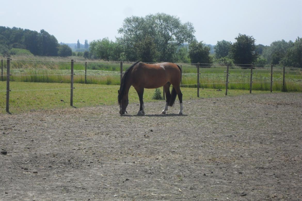 Anden særlig race † Miss Caya † billede 11