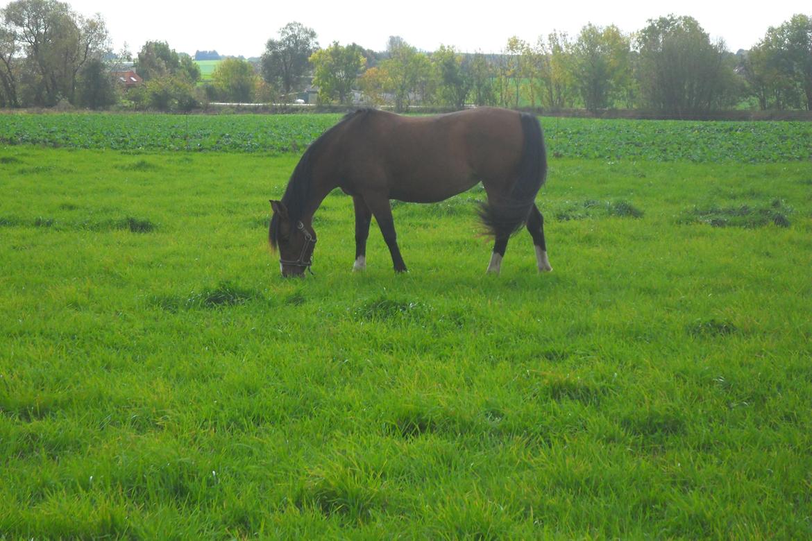 Anden særlig race † Miss Caya † billede 12