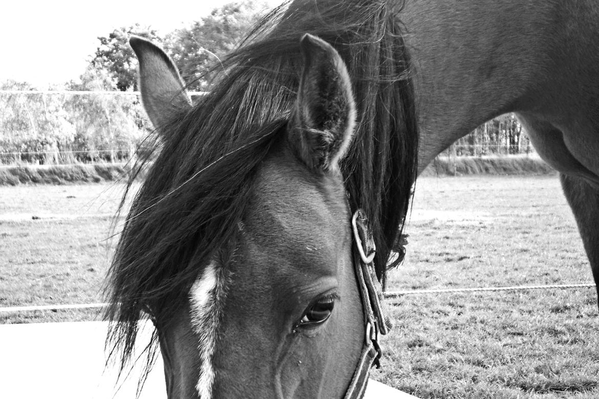 Anden særlig race † Miss Caya † billede 1