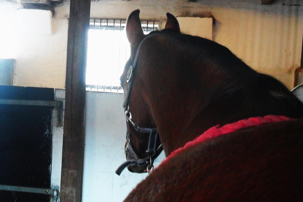 Anden særlig race † Miss Caya † billede 2