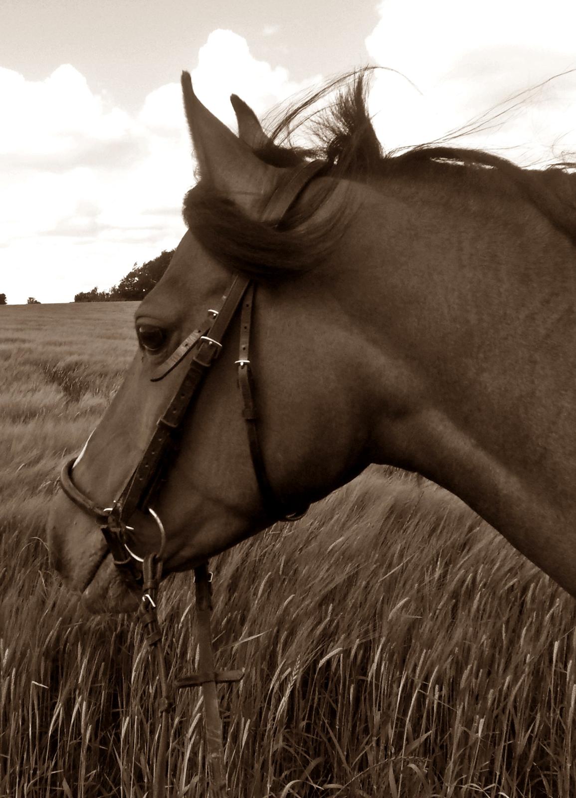 Anden særlig race † Miss Caya † billede 6