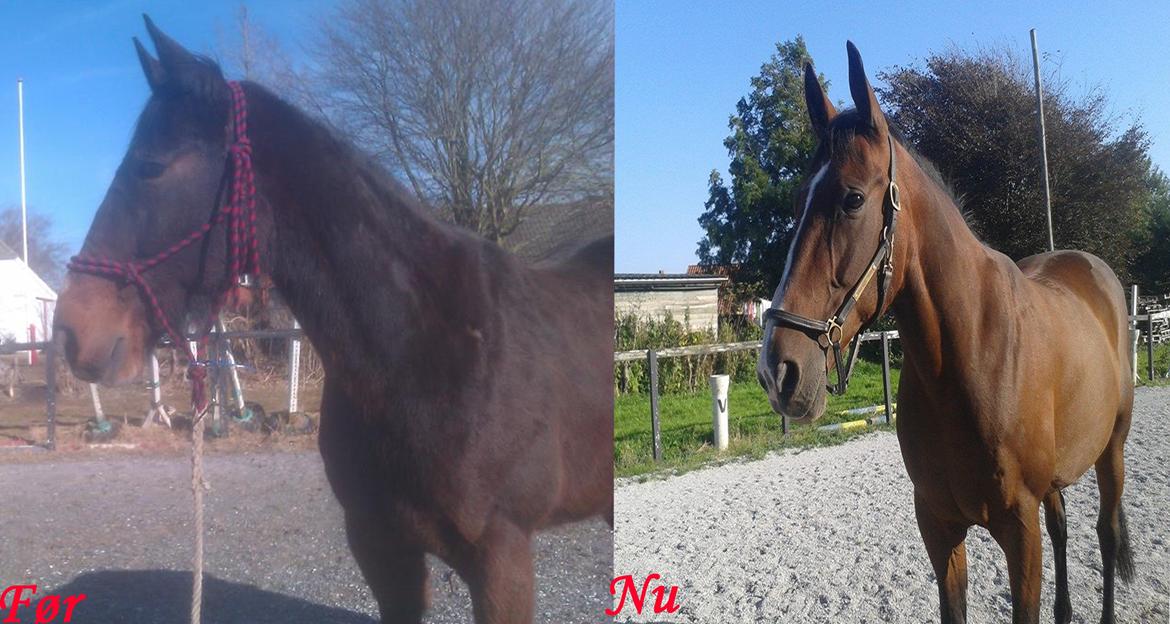 Traver Ferrari Hoff - ferrai's udvikling fra jeg fik ham til nu billede 1