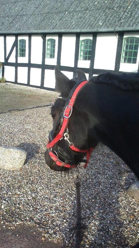 Fell pony Hunter billede 4