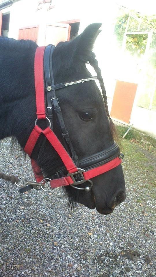 Fell pony Hunter billede 5