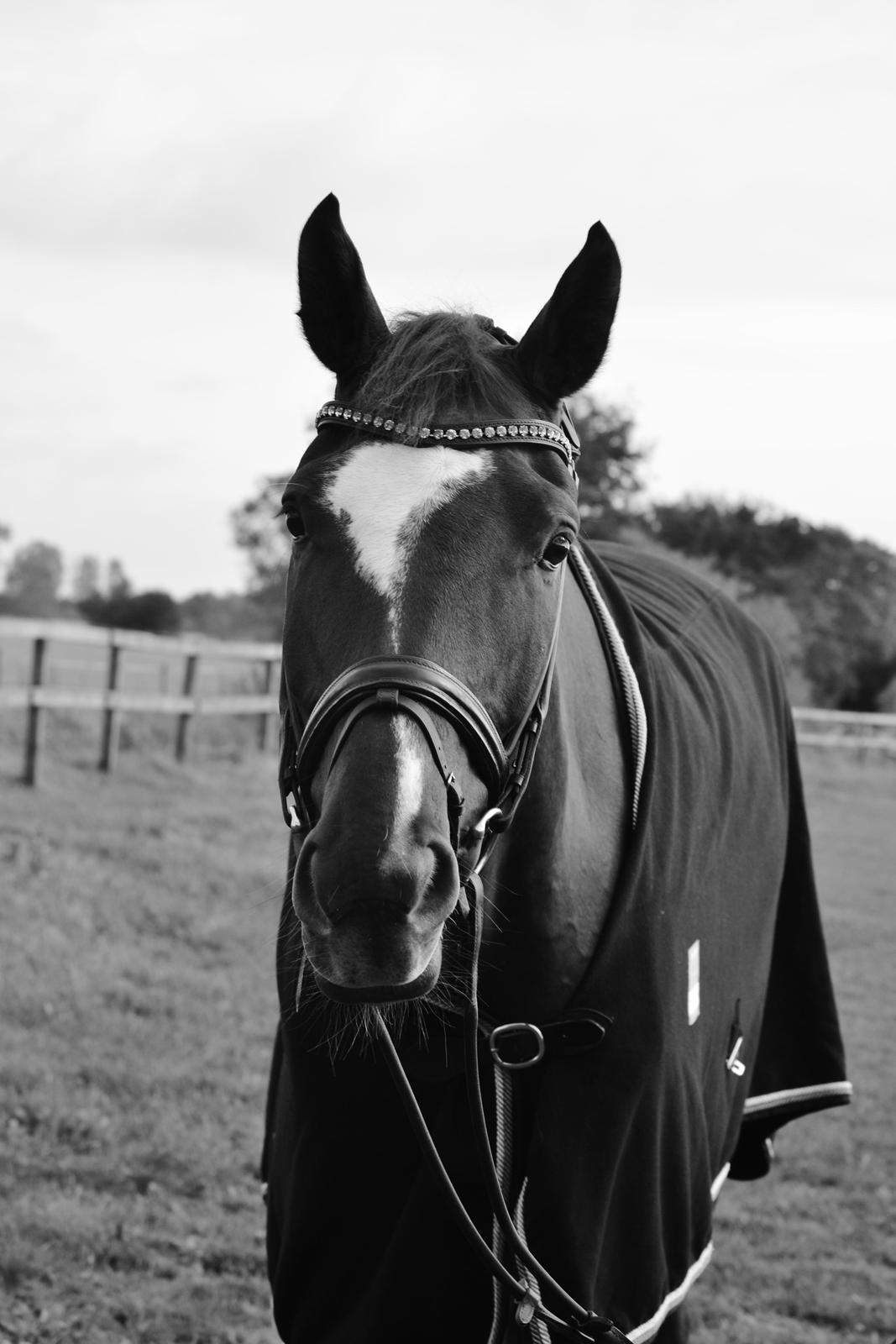 Dansk Varmblod Ejerbækgårds Zaggary -Røde billede 5