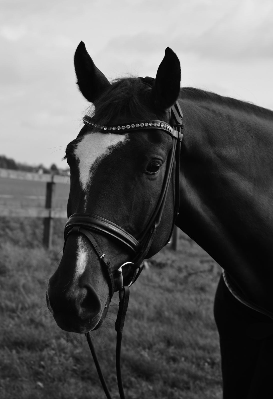 Dansk Varmblod Ejerbækgårds Zaggary -Røde billede 1