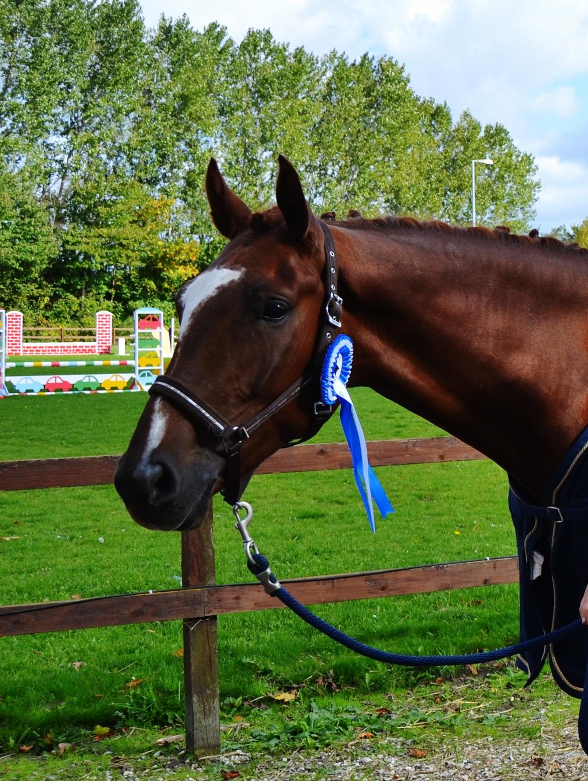 Dansk Varmblod Ejerbækgårds Zaggary -Røde billede 20