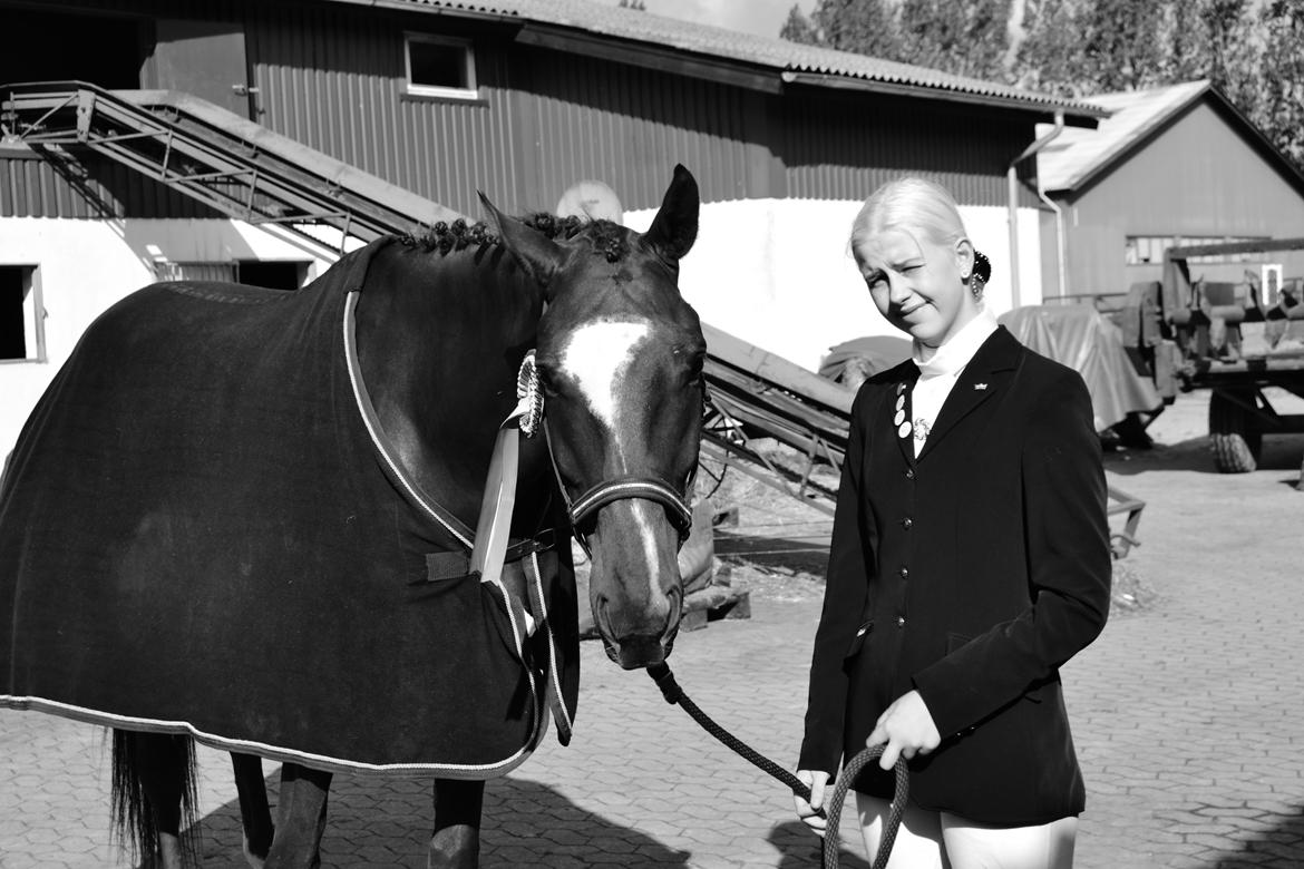 Dansk Varmblod Ejerbækgårds Zaggary -Røde billede 3