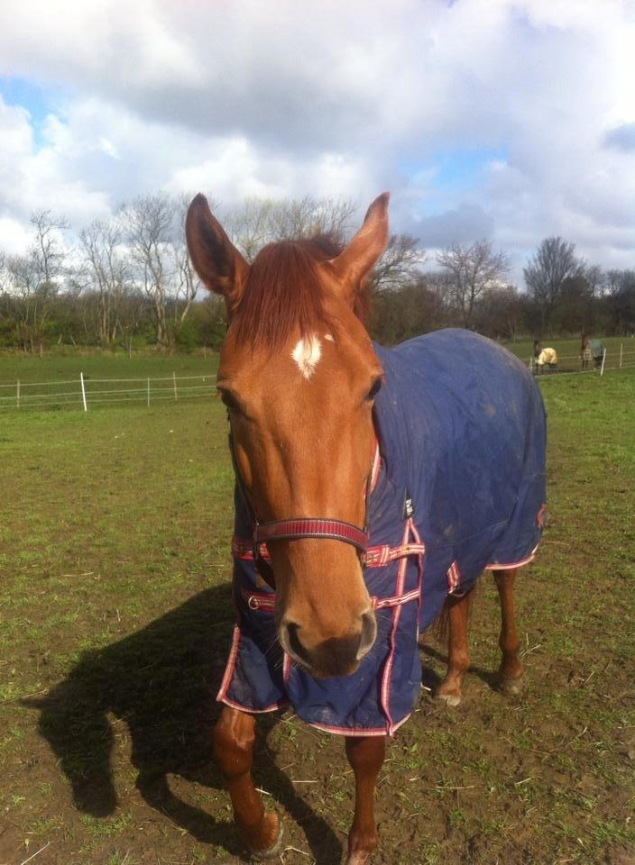 Dansk Varmblod Casilje  - Har du noget til mig.. ?? :D billede 11