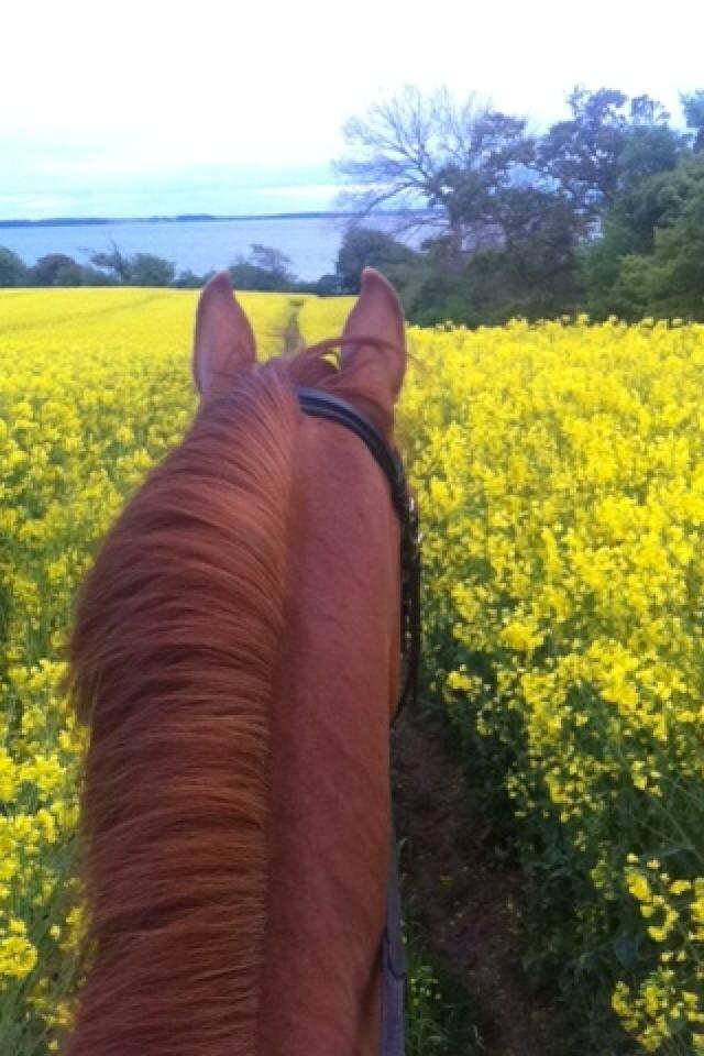 Dansk Varmblod Casilje  - sommer!  billede 12